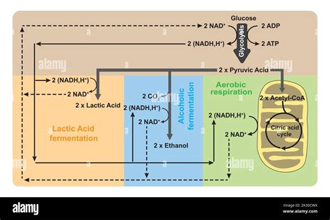 Glykolyse Aerobe Respiration Und Anaerobe Fermentation In Einem Schema