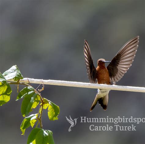 Giant Hummingbird | Hummingbird Facts Information | Hummingbird Feeder ...