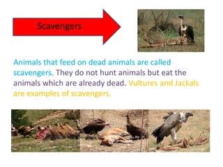 world  animals pptx