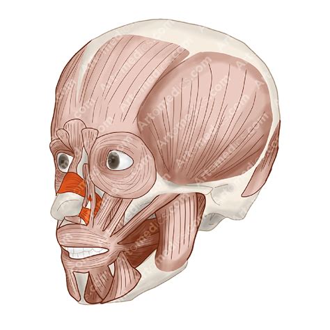 Nasalis Muscle Flaring Your Nostrils Artomedics Studio