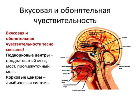 Анатомия и физиология человека Органы чувств. Анализаторы - презентация ...