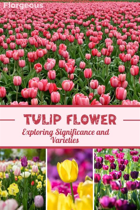 Tulip Flower Meaning And Symbolism Exploring Significance And Varieties In 2023 Flower