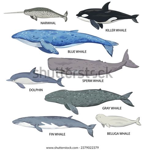 Big Set Whale Species Poster Various Stock Vector (Royalty Free) 2379022379 | Shutterstock