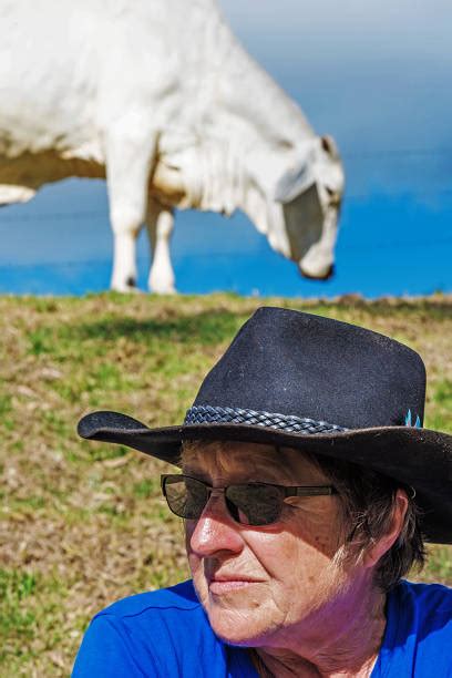 30+ Brahman Cattle Australia Queensland Cow Stock Photos, Pictures & Royalty-Free Images - iStock