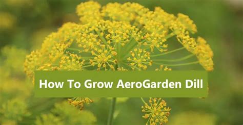 How to grow Aerogarden flowers