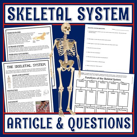 Bones And Skeletal System Reading And Worksheet Flying Colors Science