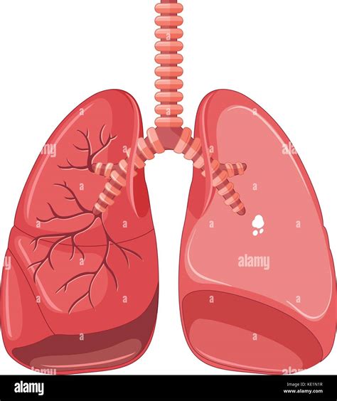 Los pulmones con tuberculosis ilustración Imagen Vector de stock Alamy