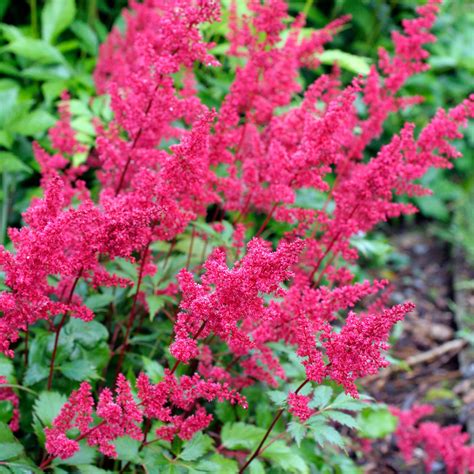 Astilbe Plants | Gardeners Dream
