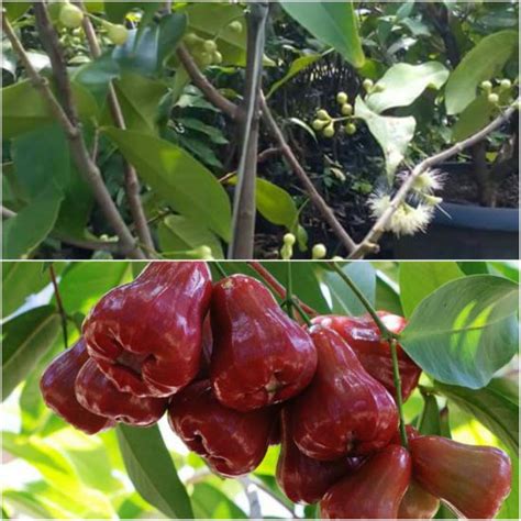 Jual Bibit Jambu Air Coklat Di Lapak ADELIA NURSERY Bukalapak