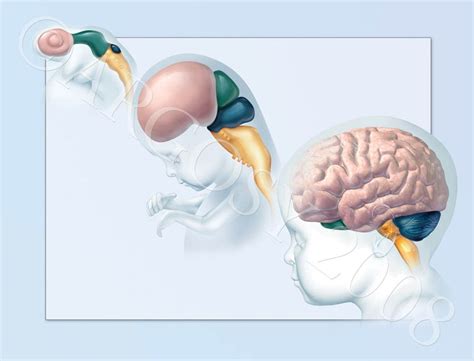 El Cerebro Del Ni O Desarrollo Normal No Alterado Y Alterado Por