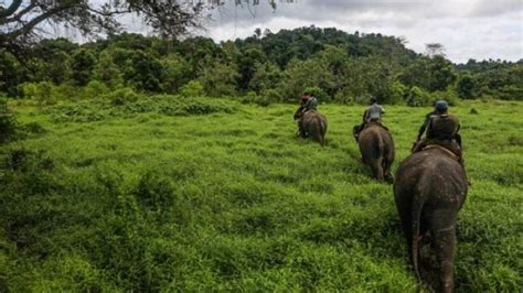 10 Daftar Hutan Lindung Di Indonesia Yang Terkenal KATA OMED