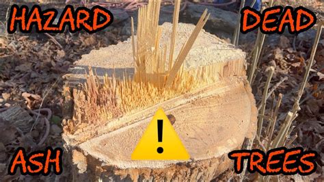 312 Cutting Down Hazardous Dead Ash Trees For Firewood Youtube