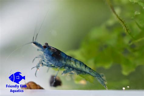 Blue Cherry Shrimp Friendly Fish Aquatics