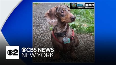 Bronx Woman S Pet Dachshund Milkshake Stolen YouTube