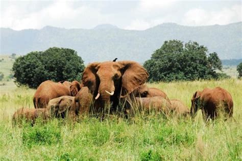 Gambella National Park | Ethio Target Tours and Travel - Holiday tours ...