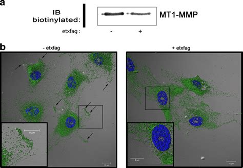 Effects Of Ethoxyfagaronine On Mt1 Mmp Localization Huvec Were