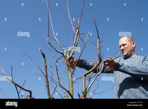 Plum tree, pruning Stock Photo - Alamy