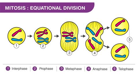 What Would Be The Result Of Mitosis Without Cytokinesis