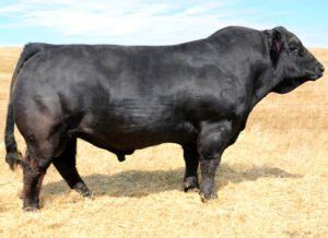 Simmental Cattle Characteristics, Origin, Uses