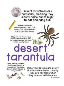 Desert Animal Facts (Posters and Cards) with Yoga Pose Cards | Animal ...