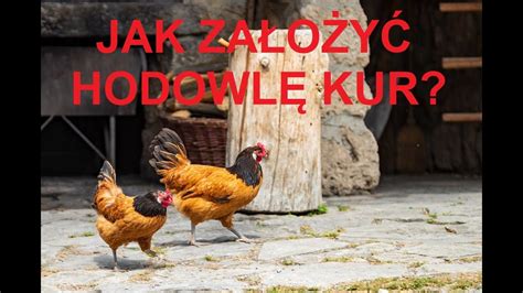 Odcinek 1359 JAK ZAŁOŻYĆ MAŁA HODOWLĘ KUR YouTube