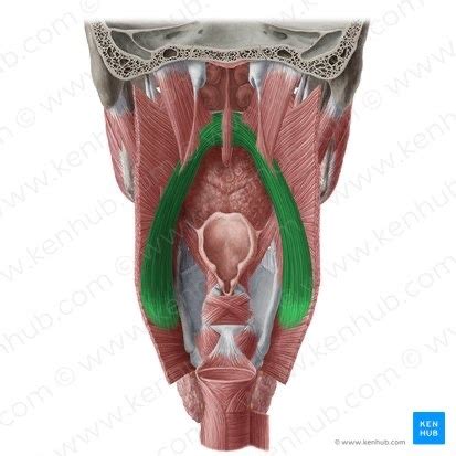 Muscles Of Soft Palate Flashcards Quizlet