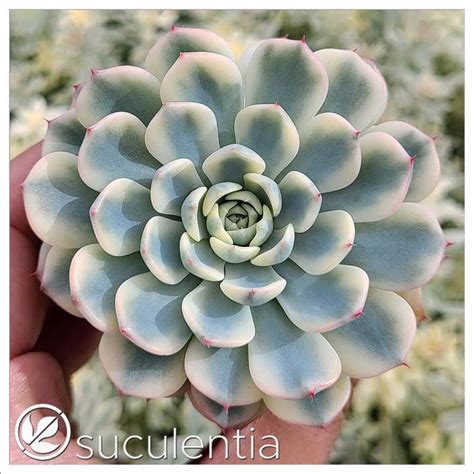 ECHEVERIA Suculentia Venta Online De Suculentas Y Plantas Crasas