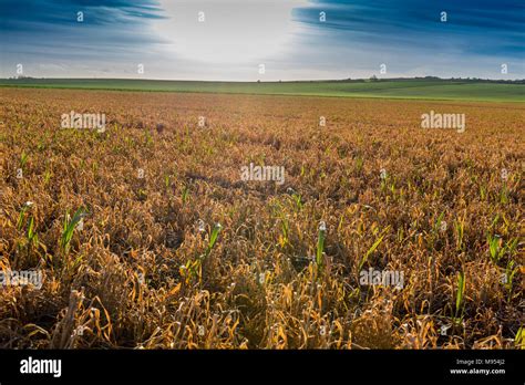 Herbicida sistémico fotografías e imágenes de alta resolución Alamy