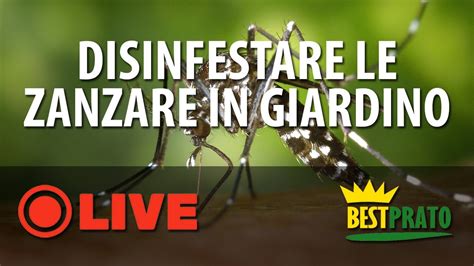 COME DISINFESTARE IL GIARDINO DALLE ZANZARE YouTube