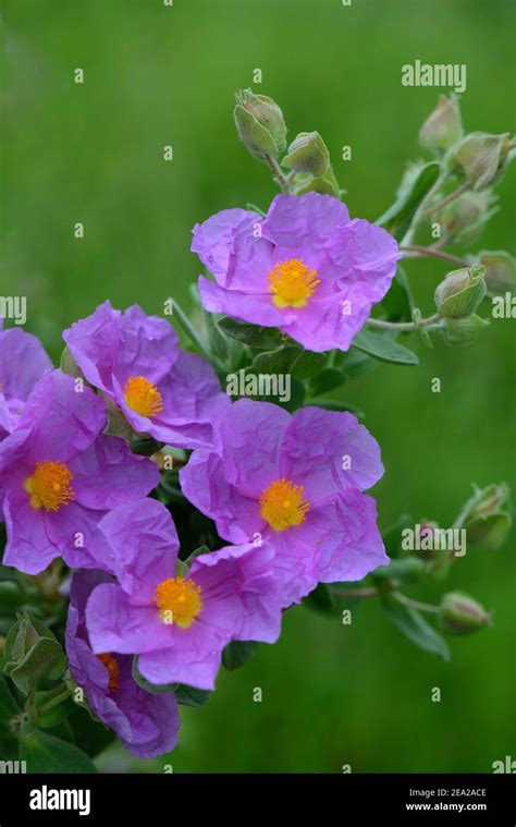 White Leaved Rock Rose Hi Res Stock Photography And Images Alamy