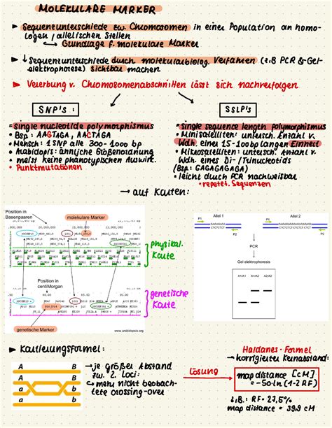 Lernzettel Genetik MOLEKULARE MARKER Sequenz Unterschiede Zw