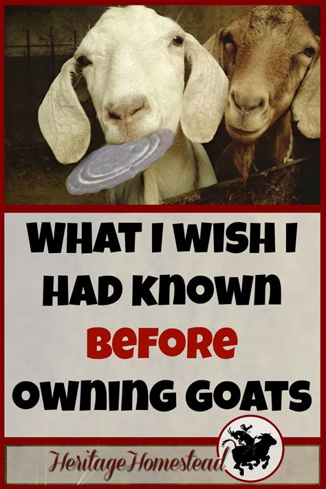 What I Wish I Had Known Before Owning Goats Artofit