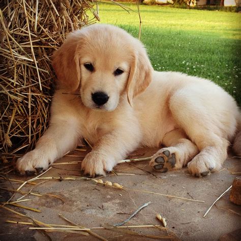 Golden Retriever Noble Loyal Companions Puppies Retriever Puppy