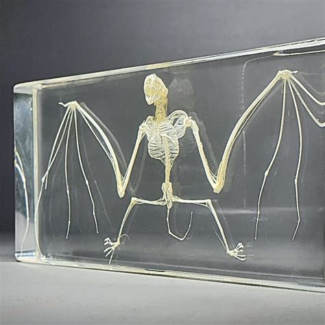 Large Bat Skeleton in Resin, Pipistrellus pipistrellus - Insects In Resin