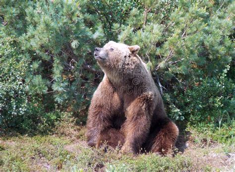 The Wildlife of Kamchatka. Kamchatka Mountains. Kamchatka Peninsula ...