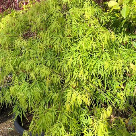 Acer Palmatum Dissectum Viridis