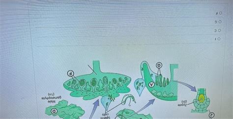 Solved At which point in the Marchantia life cycle below is | Chegg.com