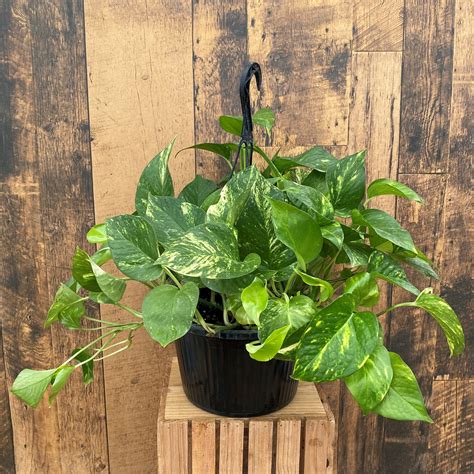 10 Golden Pothos Hanging Basket Terra Greenhouses