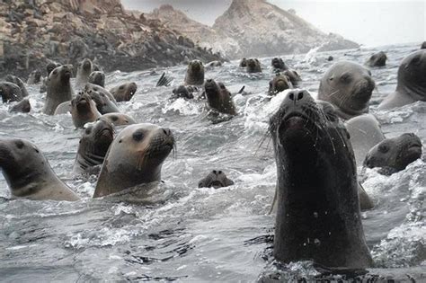 Tripadvisor Visit The Sea Lions Palomino Islands In Lima Peru