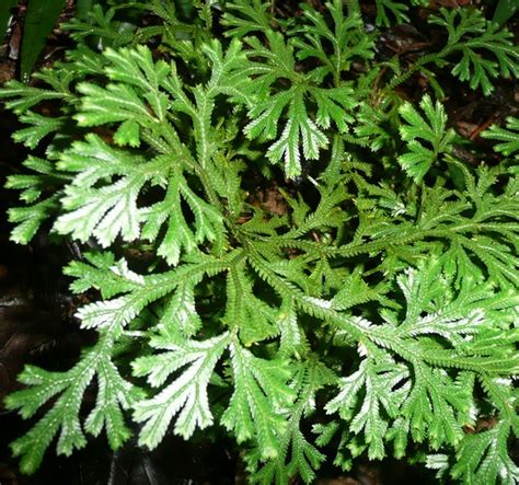 jual tanaman cakar ayam bibitbungacom