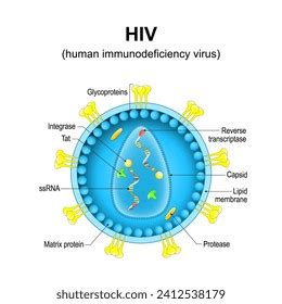 Human Hiv Virus Structure Vertebral Column Stock Vector Royalty Free