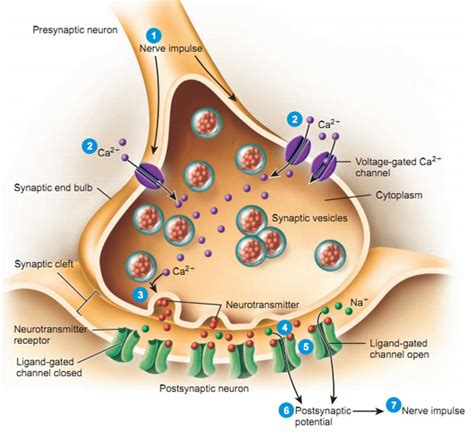 Synaptic Transmission By Somatic Motorneurons