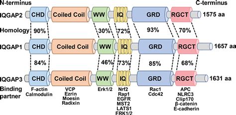 Frontiers Role Of IQ Motif Containing GTPase Activating Proteins In