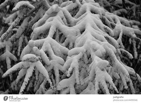 Schneebedeckte Tannen Im Wald Ein Lizenzfreies Stock Foto Von Photocase