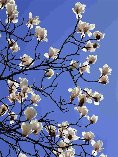 Magnolia Tree Meaning and Symbolism: Ultimate Guide - SimplyBeyondHerbs