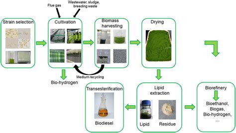 Process Flow Diagram For Microalgal Biofuel Production Four Types Of