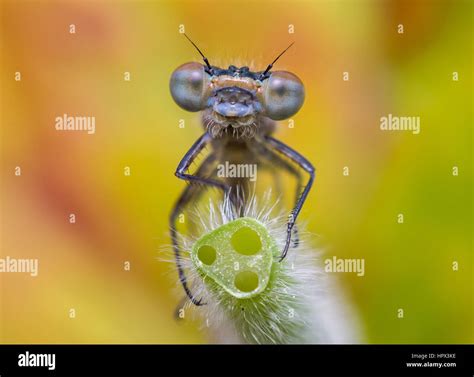 Damselfly Face Hi Res Stock Photography And Images Alamy