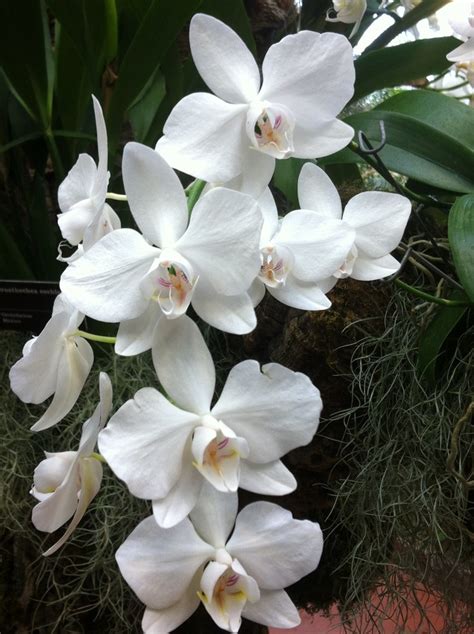 2013 Orchid Show at the Missouri Botanical Garden. | Missouri botanical ...