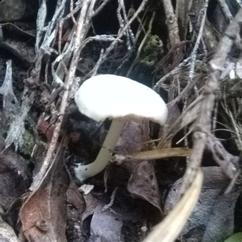 Common Gilled Mushrooms And Allies From Raglan New Zealand On July