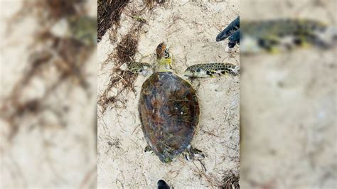 Encuentran Viva A Tortuga Verde Varada En La Arena